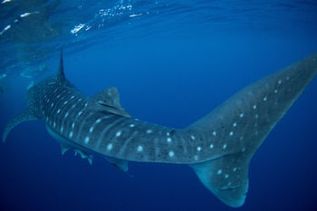 Cada tiburón ballena tiene un patrón único de líneas y manchas, esto permite la identificación individual sin técnicas invasivas (REUTERS/Jorge Silva)