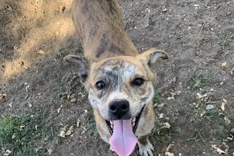 Varios animales fueron hallados en estado crítico de salud y trasladados a hospitales veterinarios para recibir atención urgente y cuidados intensivos (Rescate Rock