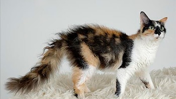 Este gato es amable y