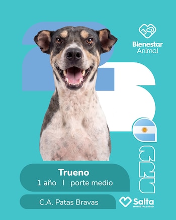 Perros adopción salta