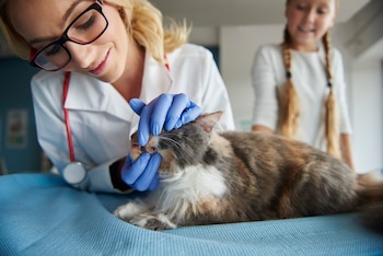 Veterinarios afirman que las enfermedades