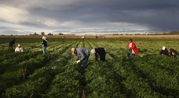 Varios trabajadores agrícolas en un campo verde bajo un cielo parcialmente nublado. Se observan automóviles y un baño portátil a lo lejos