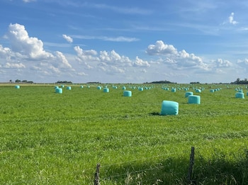 Cultivo de alfalfa, rollos de alfalfa