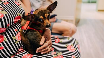 Brad Paisley y su esposa