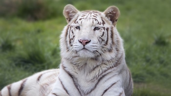 La incógnita sobre el estado de salud de Kenzo, el tigre de Bengala capturado tras el operativo en Tepetlaoxtoc