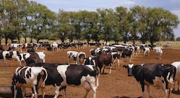 ¿Fertilizar con residuos? El potencial de los purines en la producción forrajera