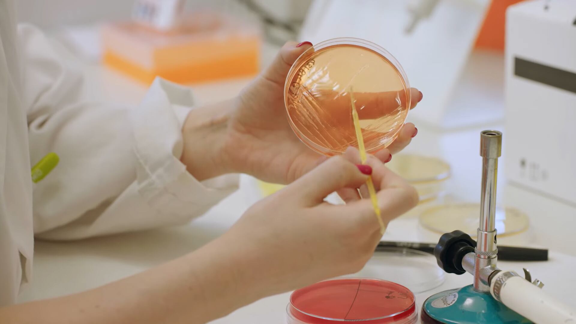 La investigación publicada en Science Signaling destaca la relación entre dieta, microbiota intestinal y salud hepática./Archivo EFE