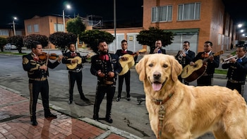 Cattaleya, la Golden Retriever que