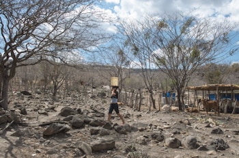 La falta de lluvias en Nicaragua, debido al Fenómeno de El Niño, también golpea al ganado y a los habitantes de áreas rurales que se dedican a trabajos agrícolas./ (La Prensa)
