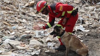 Los perros de rescate se convierten en héroes en los terremotos de Venezuela: son clave para hallar a supervivientes entre los escombros