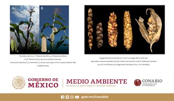 El maíz tiene algunas marcadas