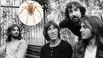 Descubren en Colombia una diminuta araña urbana y la bautizan como Pink Floyd por su legendario álbum “The Wall”