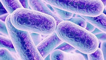 La función secreta del intestino: