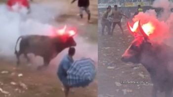 Organización animalista denunció que asistentes prendieron fuego a los cuernos de un toro durante corralejas en Sabanalarga, Atlántico: quedó en video