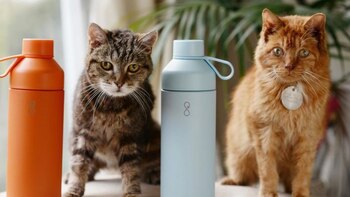 Los felinos viajaron por más