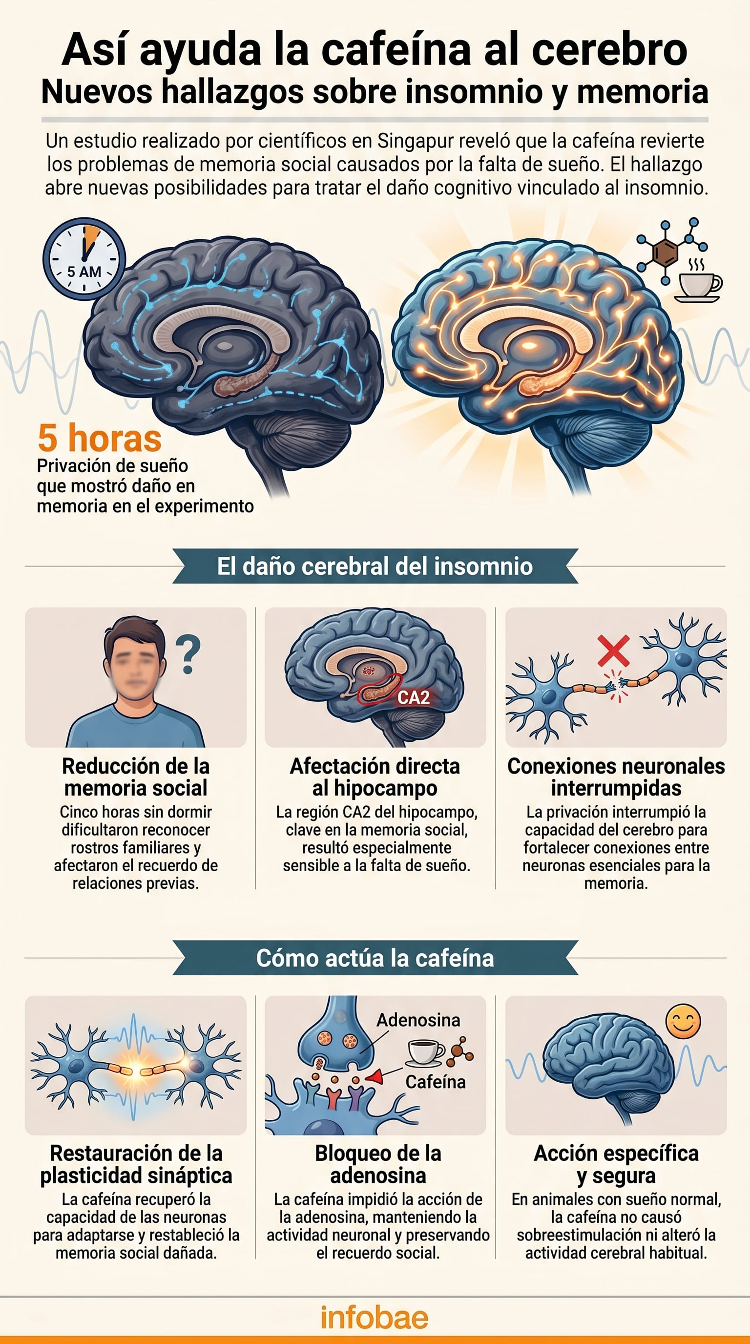 Un estudio en Singapur reveló que la cafeína revierte problemas de memoria social causados por la falta de sueño, al actuar sobre un circuito cerebral específico sin sobreestimulación. (Imagen Ilustrativa Infobae)