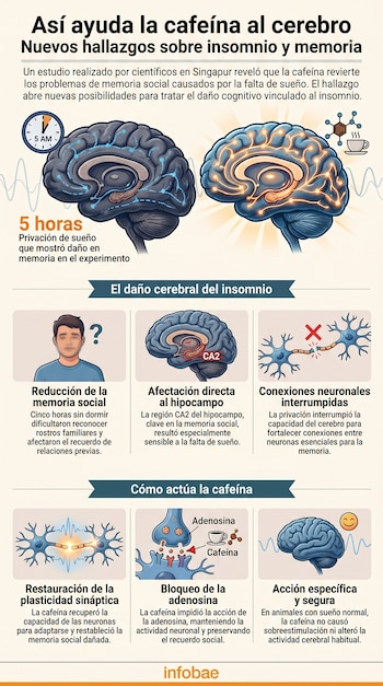 Infografía sobre cómo la cafeína ayuda al cerebro a recuperar funciones dañadas por el insomnio, mostrando diagramas de cerebros y neuronas, y texto explicativo.