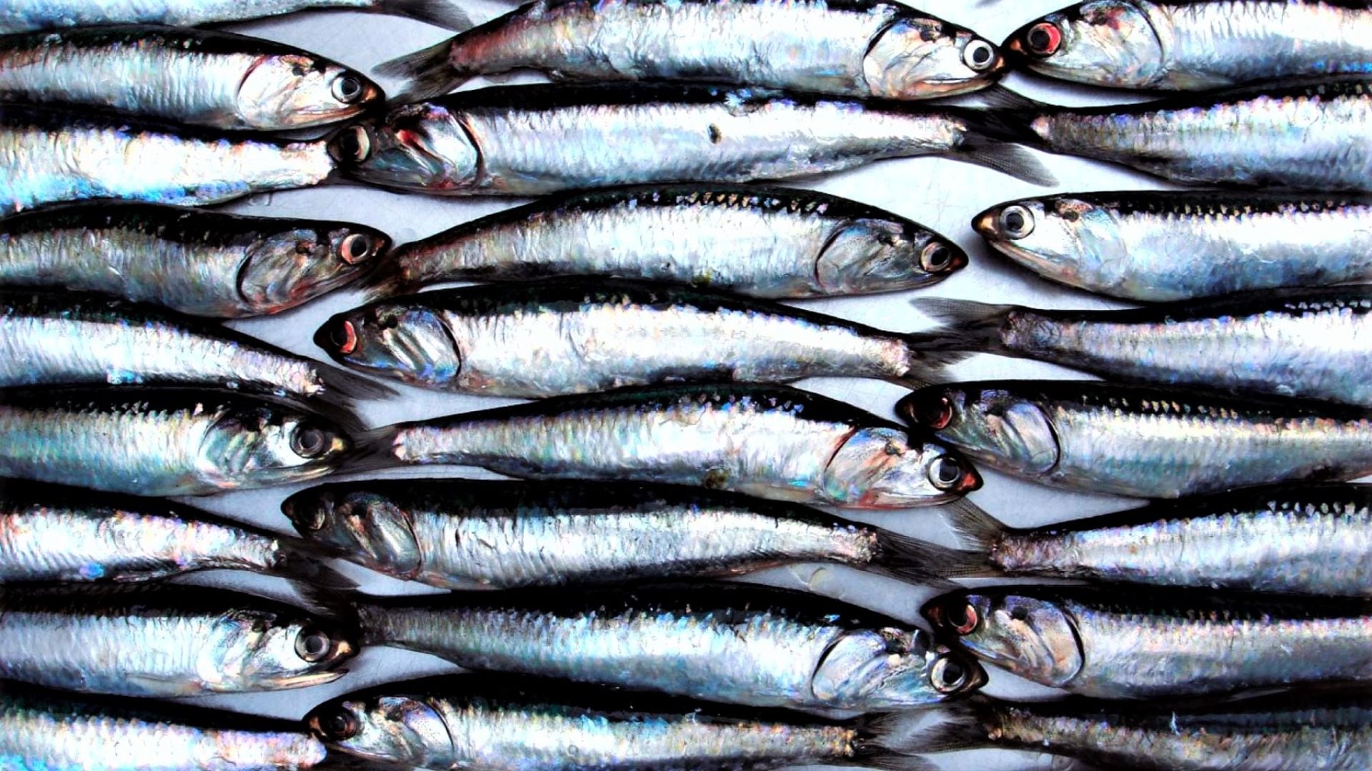 Récord de exportaciones pesqueras peruanas gracias a los certificados sanitarios de Sanipes