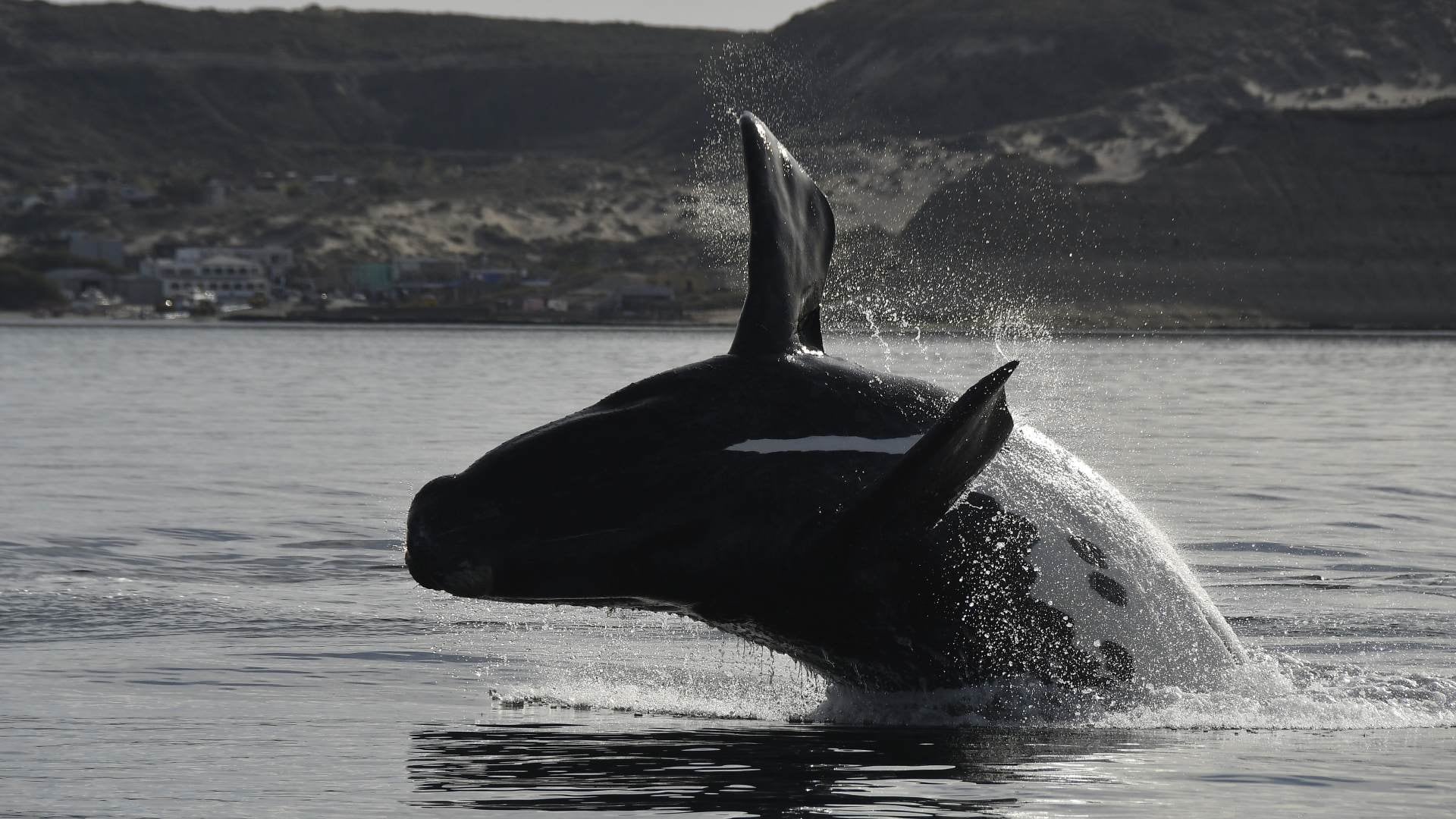 Más ballenas frente a la costa argentina: qué explica su expansión y por qué importa