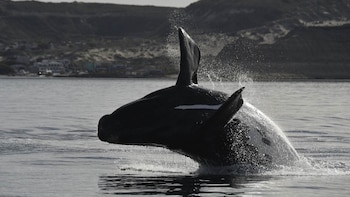 Primer plano de una ballena franca austral saliendo del agua, con salpicaduras y la costa de Puerto Pirámide con edificios y colinas al fondo