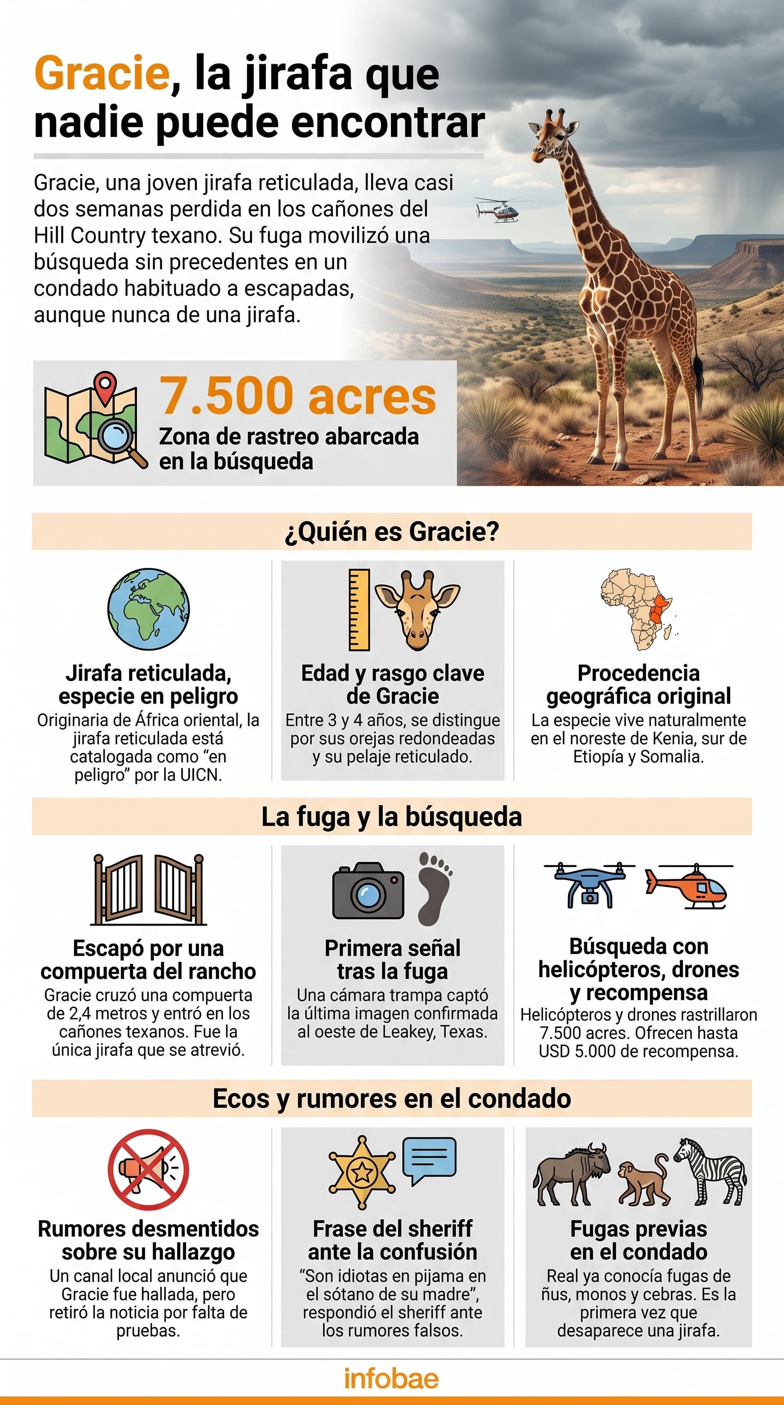 La infografía detalla la búsqueda de Gracie, una jirafa reticulada perdida en el Hill Country de Texas, con información sobre su fuga y características (Imagen Ilustrativa Infobae)