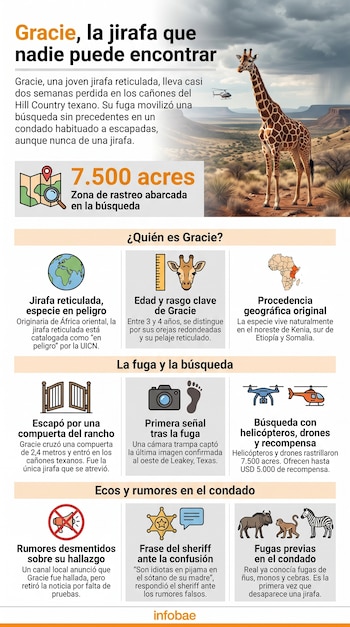 Infografía: titular 'Gracie, la jirafa que nadie puede encontrar'. Jirafa, helicópteros, paisaje de cañones. Texto y gráficos sobre su búsqueda en Texas.