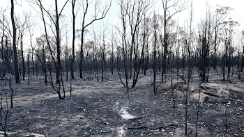 Los incendios forestales del noreste