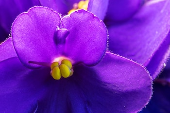 Pétalos de una violeta africana (Wikimedia Commons)