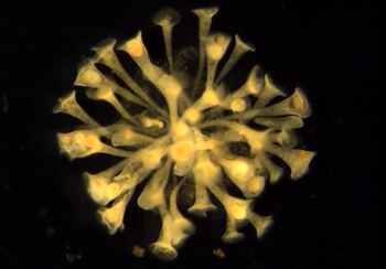 Imagen 64N6YW6R6VEEDDO5VFZZHDPI5A