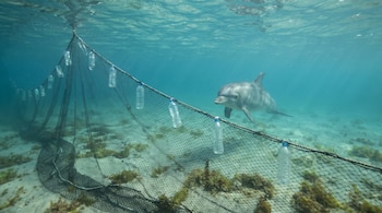 Un delfín nada bajo el agua cerca de una red de pesca de fondo que tiene varias botellas plásticas atadas. El fondo marino es de arena y algas.