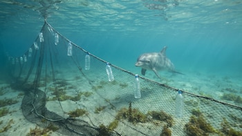 Las botellas recicladas podrían ser la clave para evitar la captura accidental de delfines, según científicos