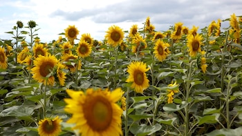 Girasol: el cultivo que gana terreno y redefine estrategias productivas