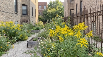 Jardín urbano con plantas de vara de oro amarillas, girasoles, parterres de madera, camino de grava, edificios de ladrillo y una valla de metal.