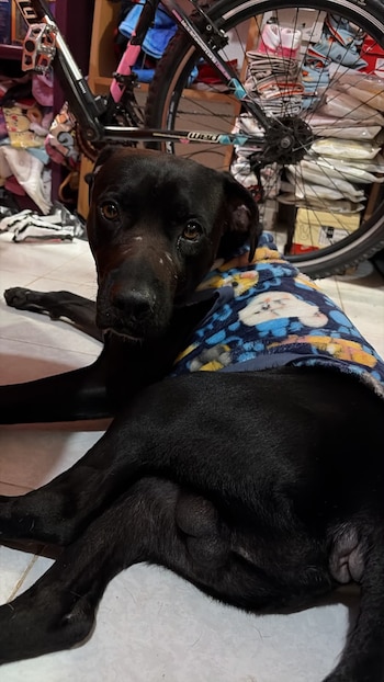 Un perro negro con abrigo azul estampado está recostado en un piso de baldosas junto a la rueda de una bicicleta