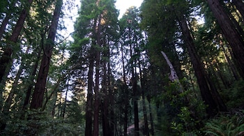Vista de grandes troncos de árboles con copas verdes, algunos iluminados por la luz del sol que se cuela entre el denso follaje.