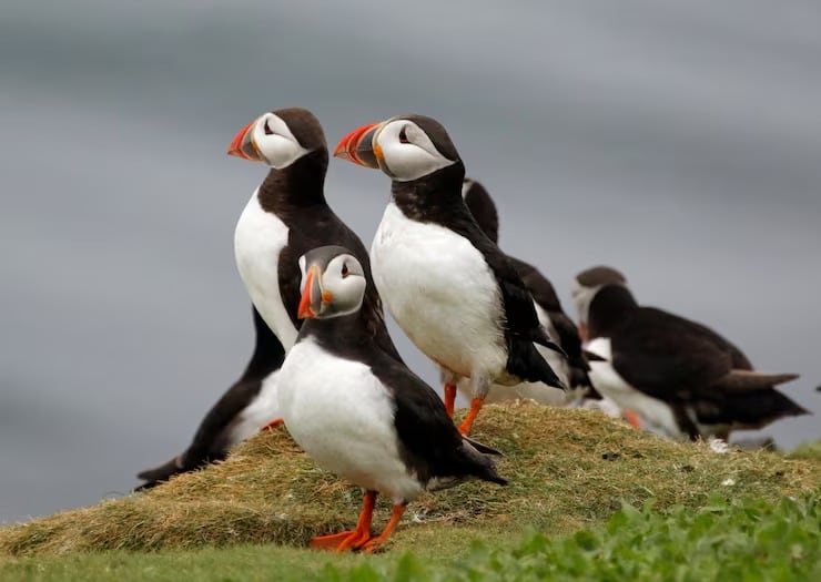 Los frailecillos pasaron de la explotación histórica para alimento y plumas al interés generalizado por su conservación (Crédito: Magnific)