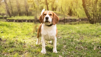 El calor intenso amenaza la