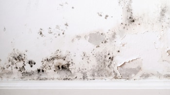Pared blanca con grandes manchas negras de moho, áreas de pintura desprendida y marcas de humedad. Un rodapié blanco en la parte inferior.