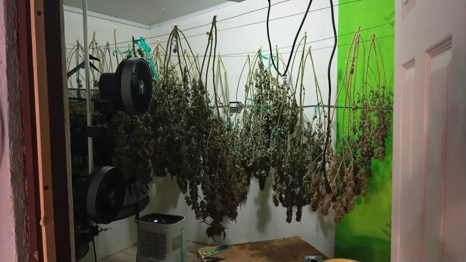 Un allanamiento en una vivienda de Alajuela permitió a la Policía de Control de Drogas y la Fuerza Pública incautar cannabis, tres kilos de droga procesada y sistemas avanzados de cultivo (Cortesía: Expediente).