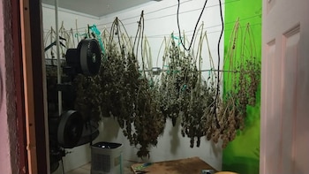 Un allanamiento en una vivienda de Alajuela permitió a la Policía de Control de Drogas y la Fuerza Pública incautar cannabis, tres kilos de droga procesada y sistemas avanzados de cultivo (Cortesía: Expediente).