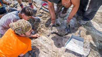 Descubren en La Rioja los restos de un dinosaurio de hace 120 millones de años que podría pertenecer a una nueva especie