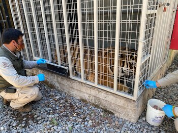 Fotografía cedida hoy por el zoológico Buin Zoo que muestra un trabajador del zoológico Buin Zoo, mientras se prepara para administrarle una vacuna contra la covid-19 a un tigre, el 13 de diciembre de 2021, en Santiago (Chile). EFE/Buin Zoo