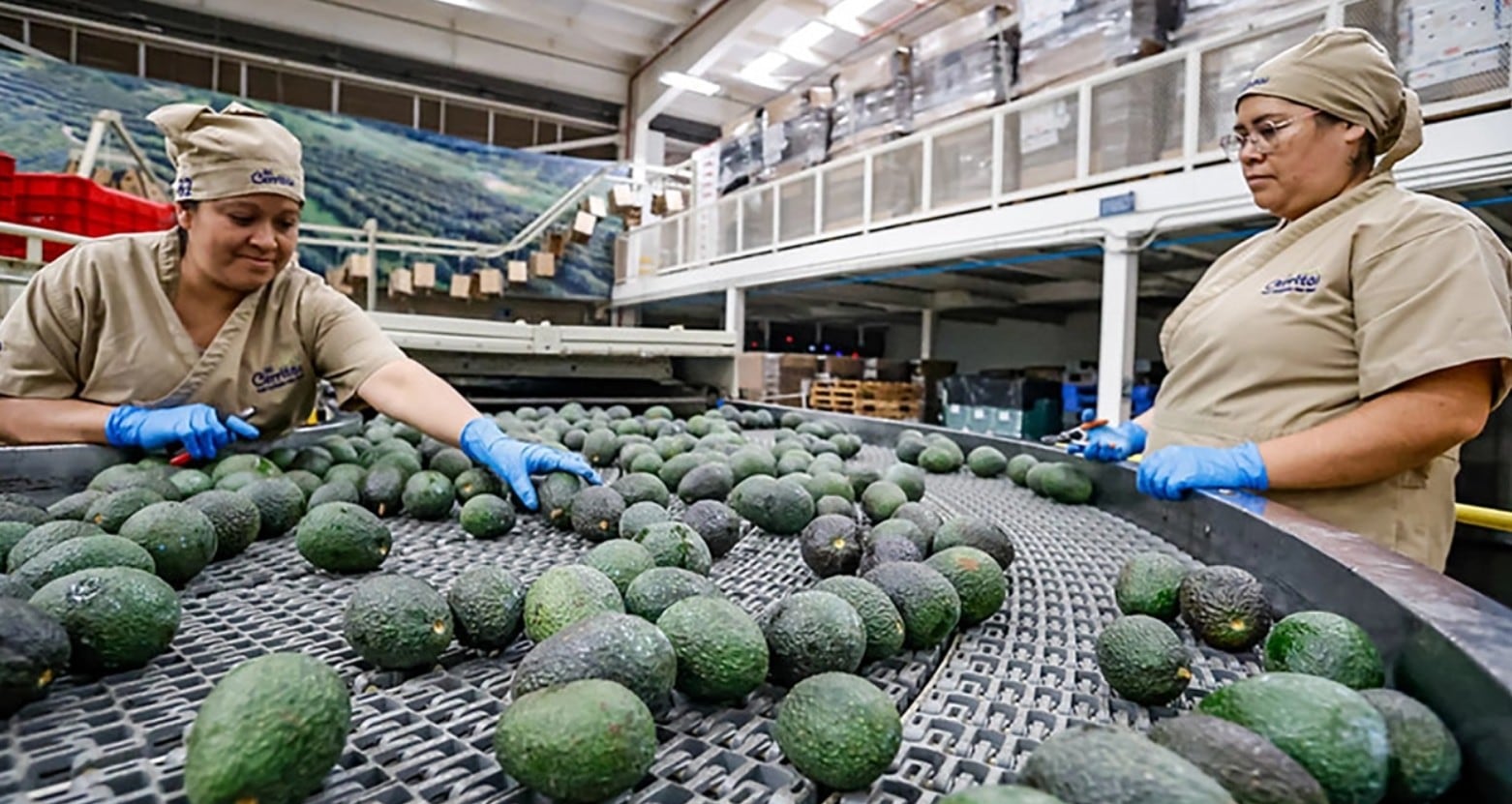 Las primeras mil toneladas de aguacate de Michoacán fueron liberadas hacia EEUU.Crédito: Reuters / El Economista