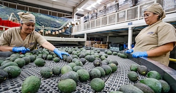 Las primeras mil toneladas de aguacate de Michoacán fueron liberadas hacia EEUU.
Crédito: Reuters / El Economista
