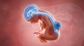 Render 3D de feto humano en posición fetal con cerebro, médula espinal y tubo neural resaltados en azul, con una protuberancia lumbar.