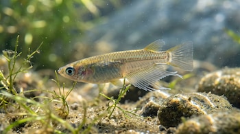 Pez translúcido de aletas finas entre plantas acuáticas y piedras pequeñas sobre el fondo de arena iluminado por el agua.