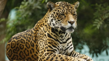 El Día de la Diversidad