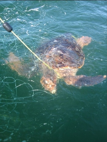 La regulación pesquera solo permite