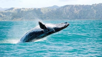 UNESCO pone fecha límite a México para salvar a las ballenas y a la vaquita marina de planta de gas en el Golfo de California