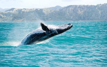 Día Mundial de las Ballenas y los Delfines